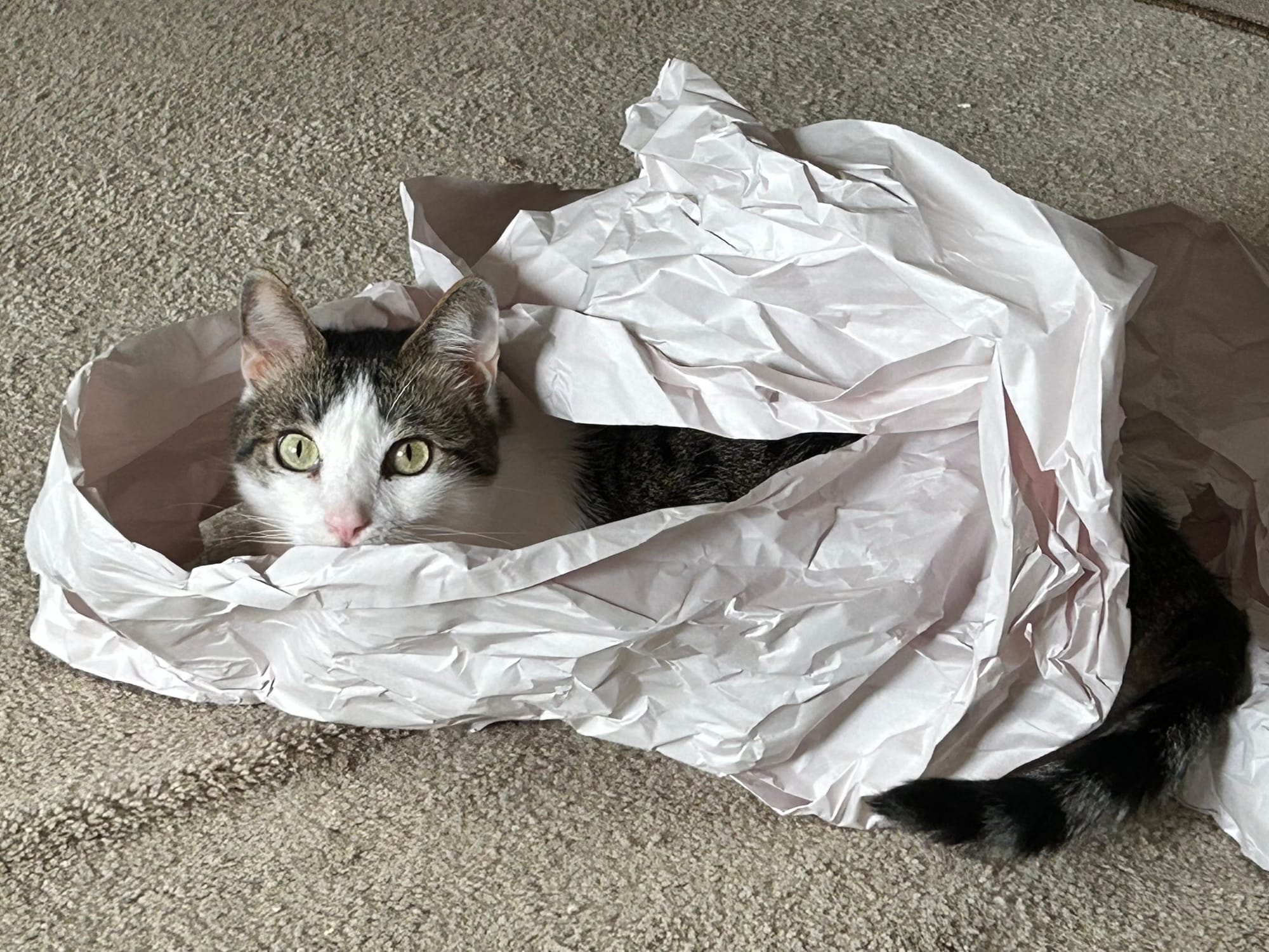 Henry looking out from inside a bunch of packing paper he was playing in