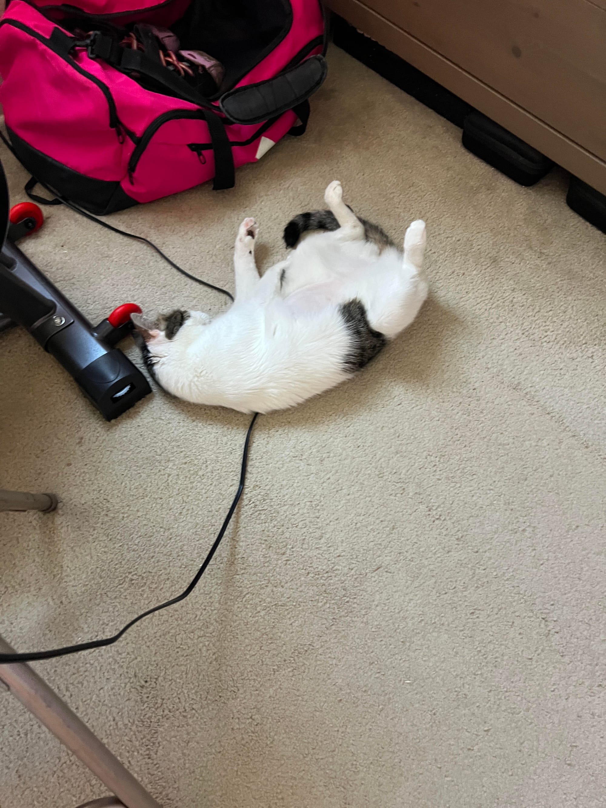 Dirtbag Henry lying on his side on top of a power cord