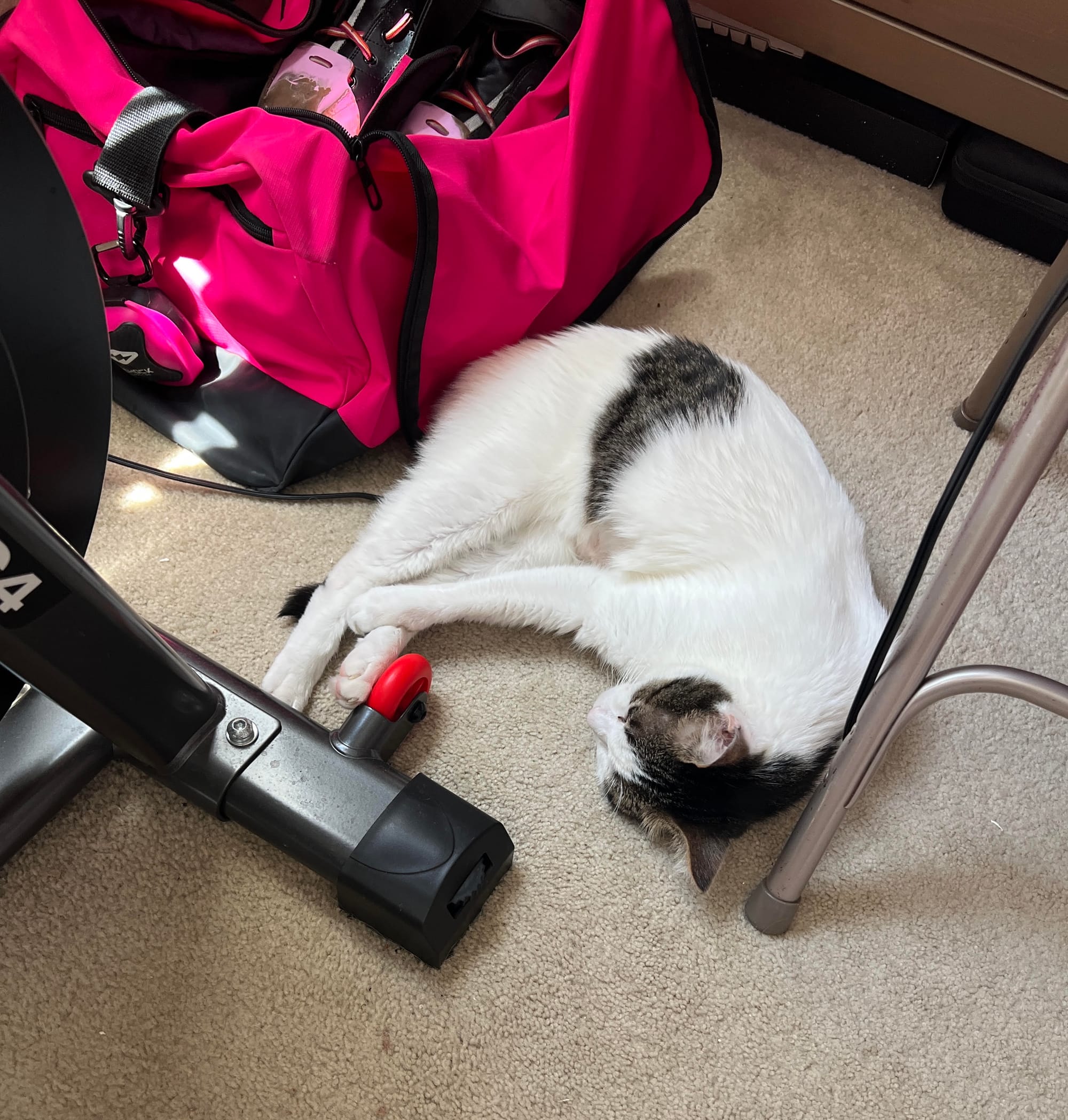 Dirtbag Henry lying on his other side on the same power cord