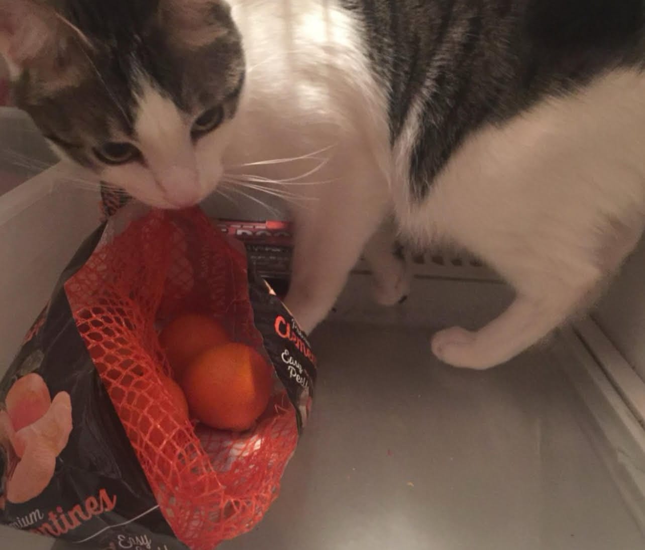 Dirtbag Henry standing INSIDE our fridge, about to fuck with a bag of mandarin oranges