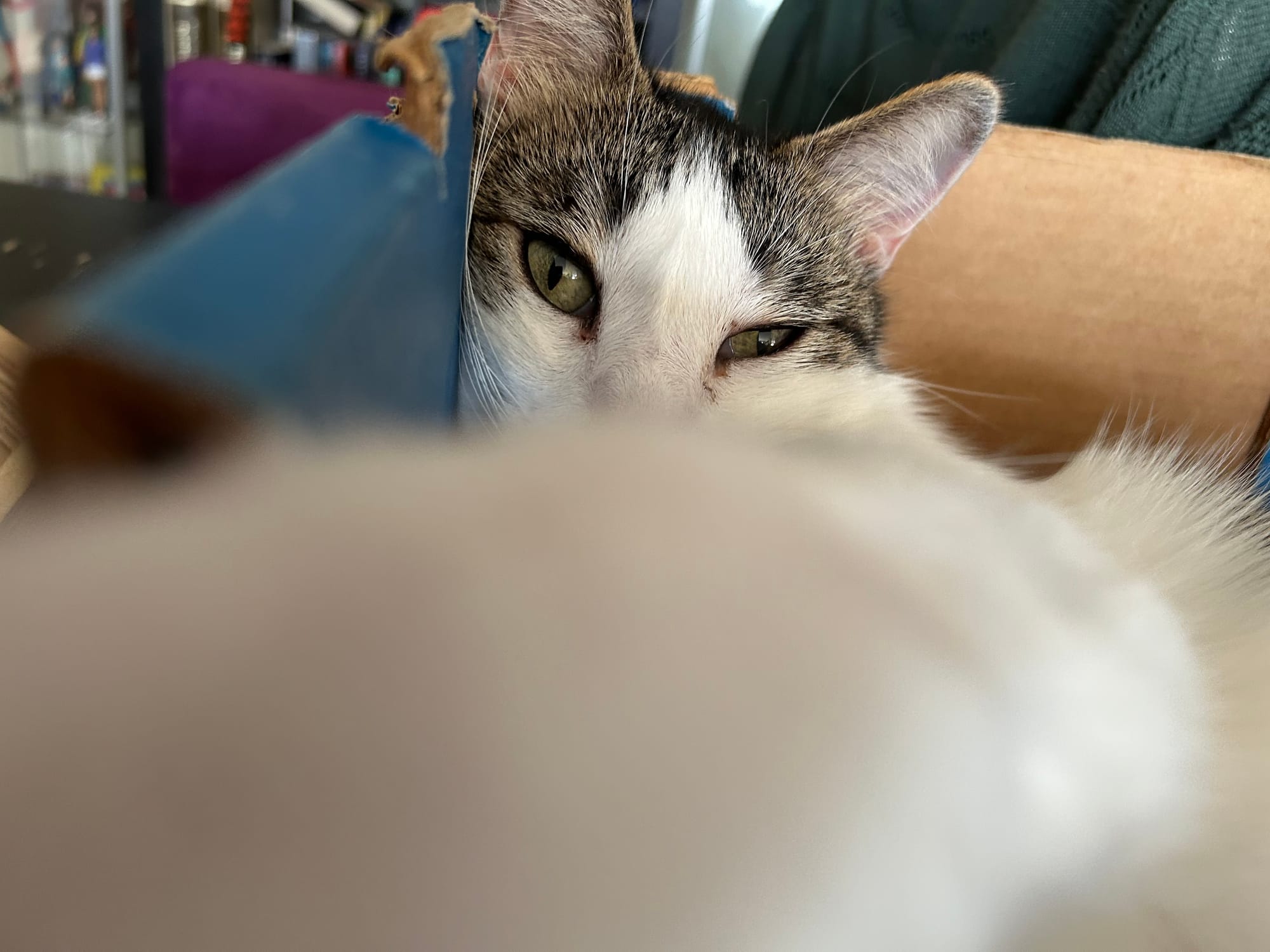 Same as the last photo, only now one of his paws is in the foreground as it smacks the camera