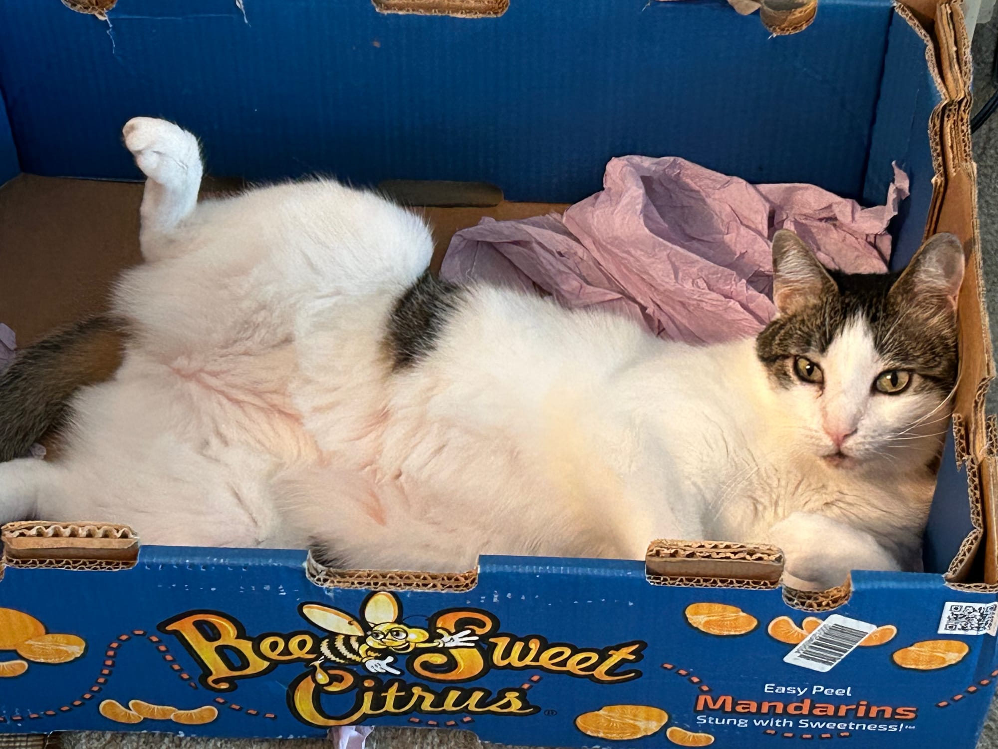 Henry half on his side and half on his back with his legs wide open, inside his favorite box