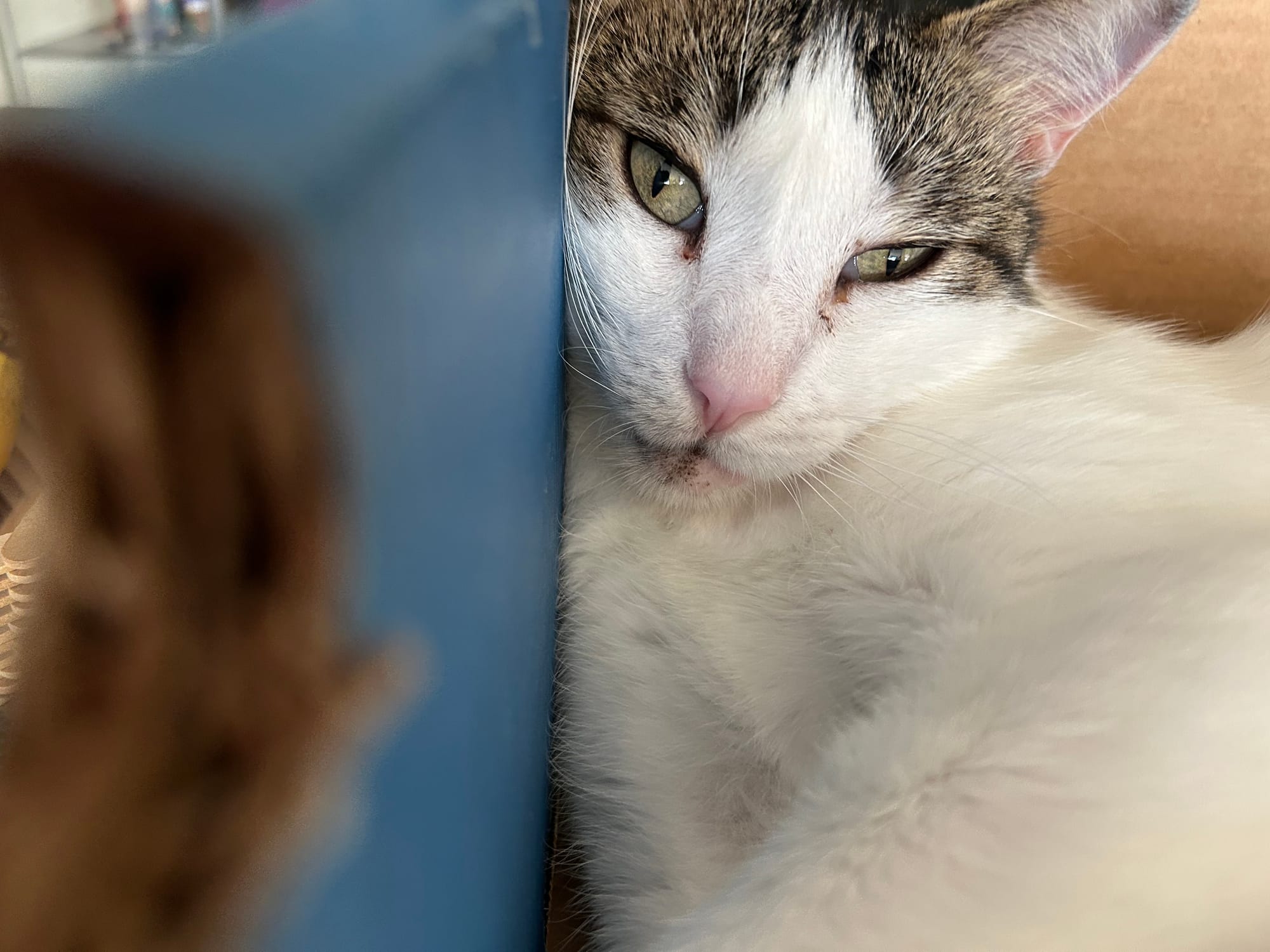 Dirtbag Henry inside his favorite box laying with his head all smashed up against the side of it like it’s a vertical pillow