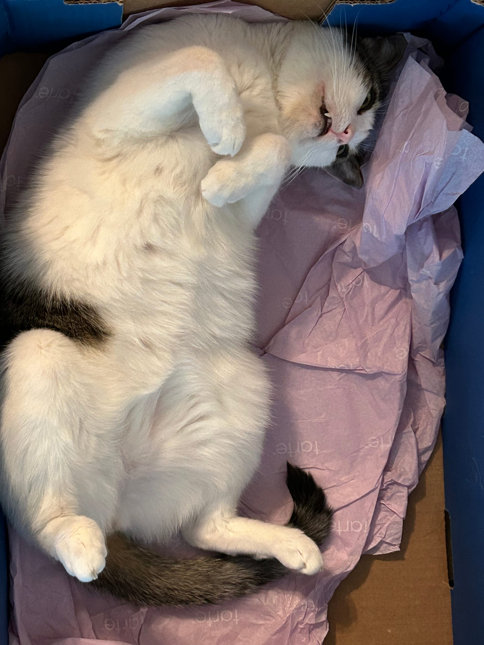 Henry on his back with his legs in the air inside his favorite box