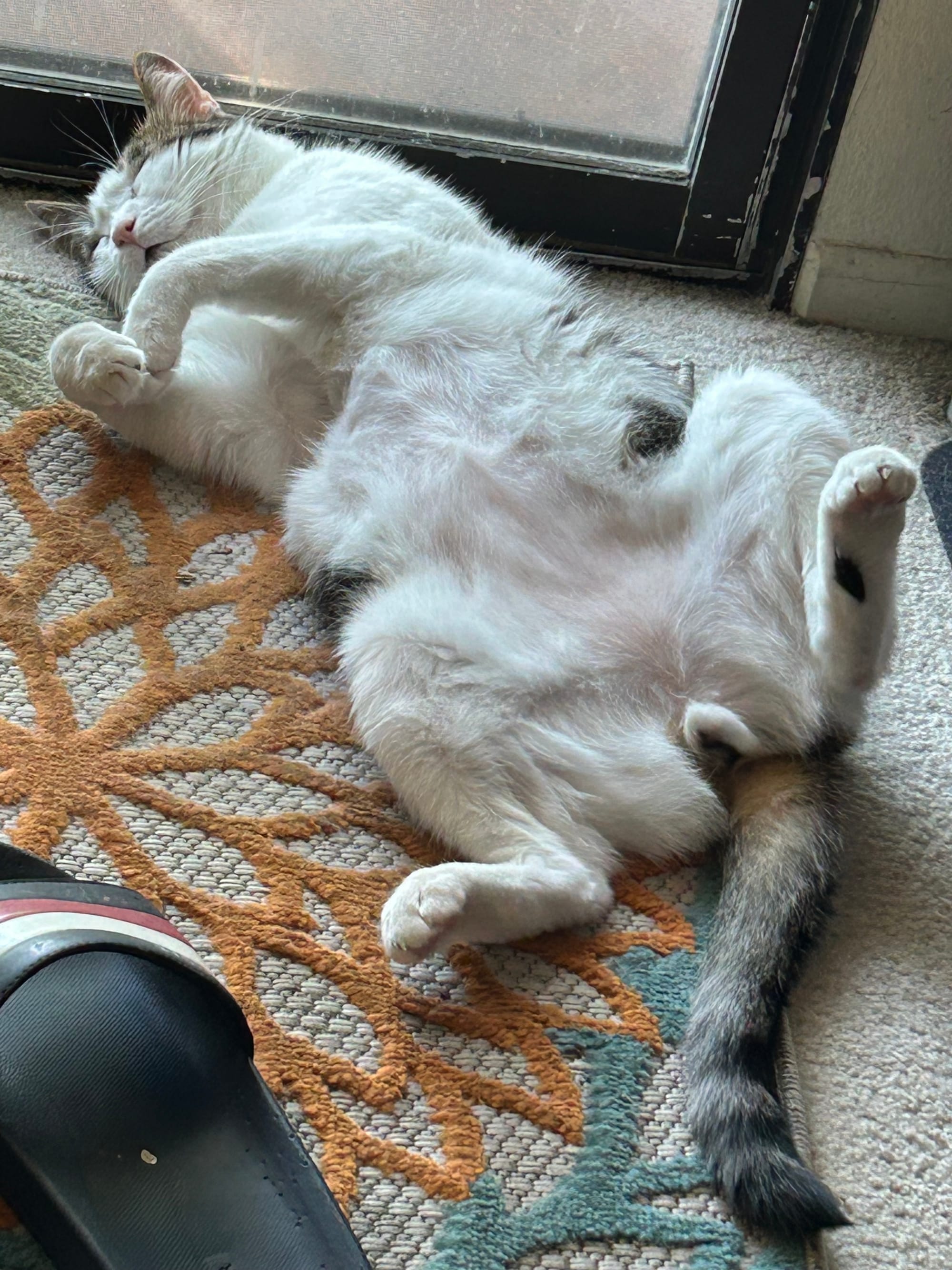 Dirtbag Henry sleeping on the floor with his head near our balcony window, on his back with his hind legs wide open to show his belly