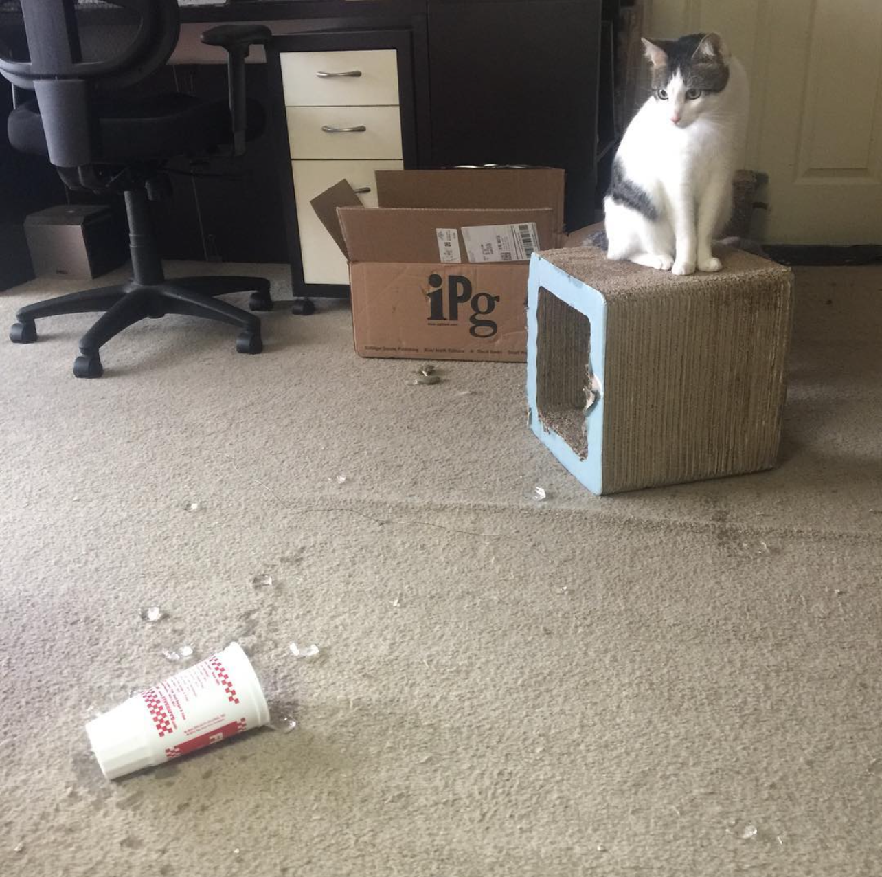 dirtbag henry sits on a box and looks down at a large cup from a fast food restaurant and all the liquid and ice that are all over the floor. Due to him.