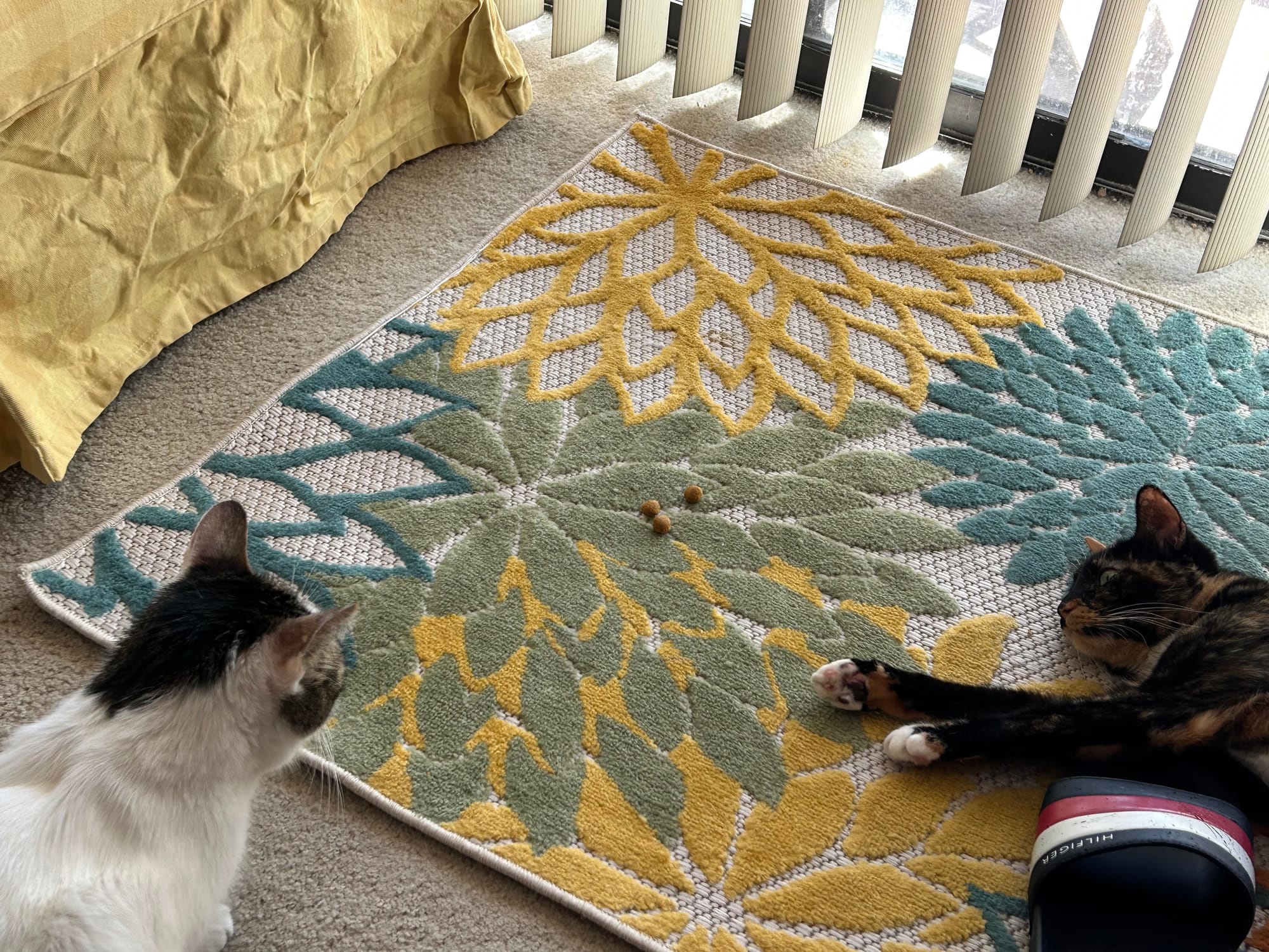 Henry and Izzy both looking at a small pile of cat treats