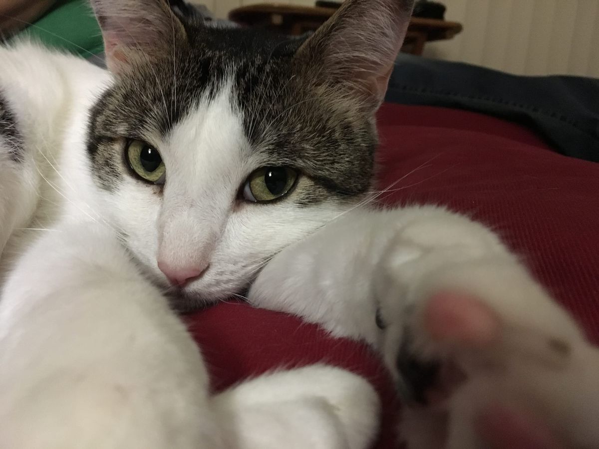 Dirtbag Henry looking into the camera, with his paws reaching toward it in the foreground