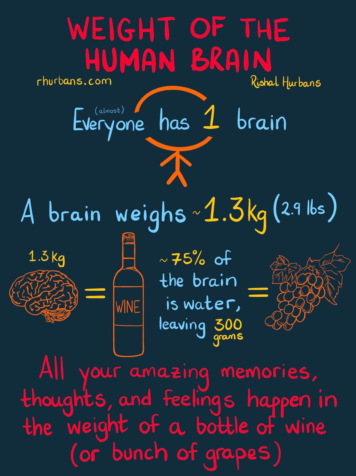 Sketches on The Human Brain
