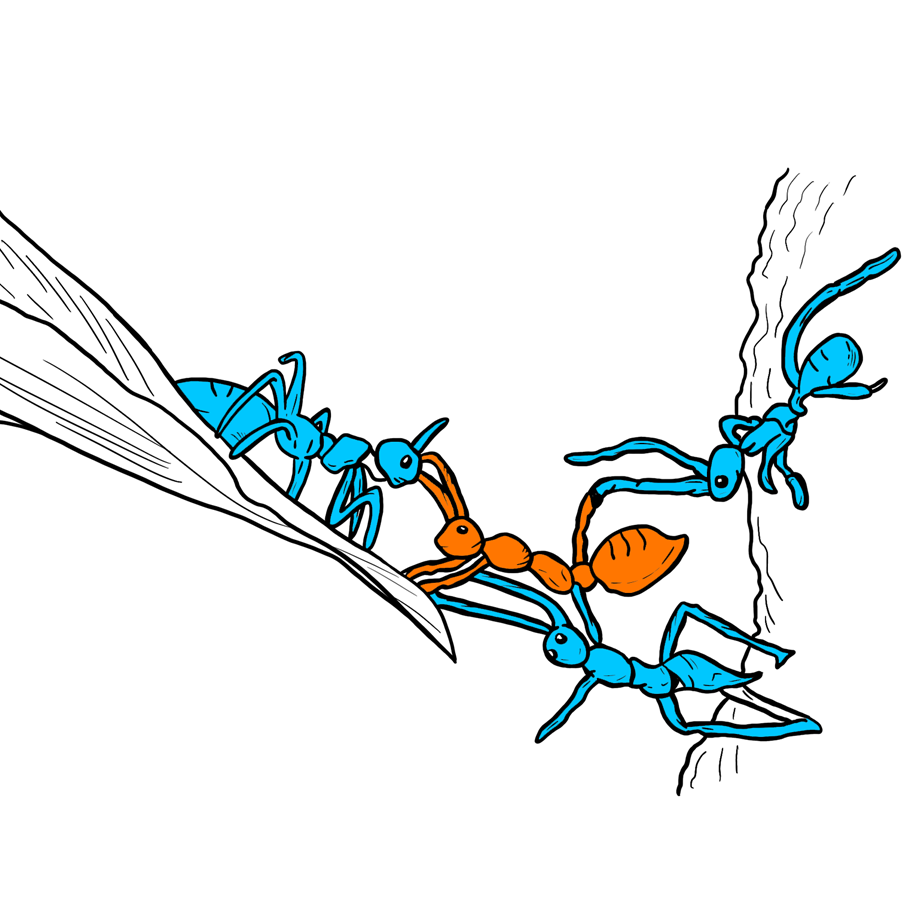 Ant colony optimization for beginners