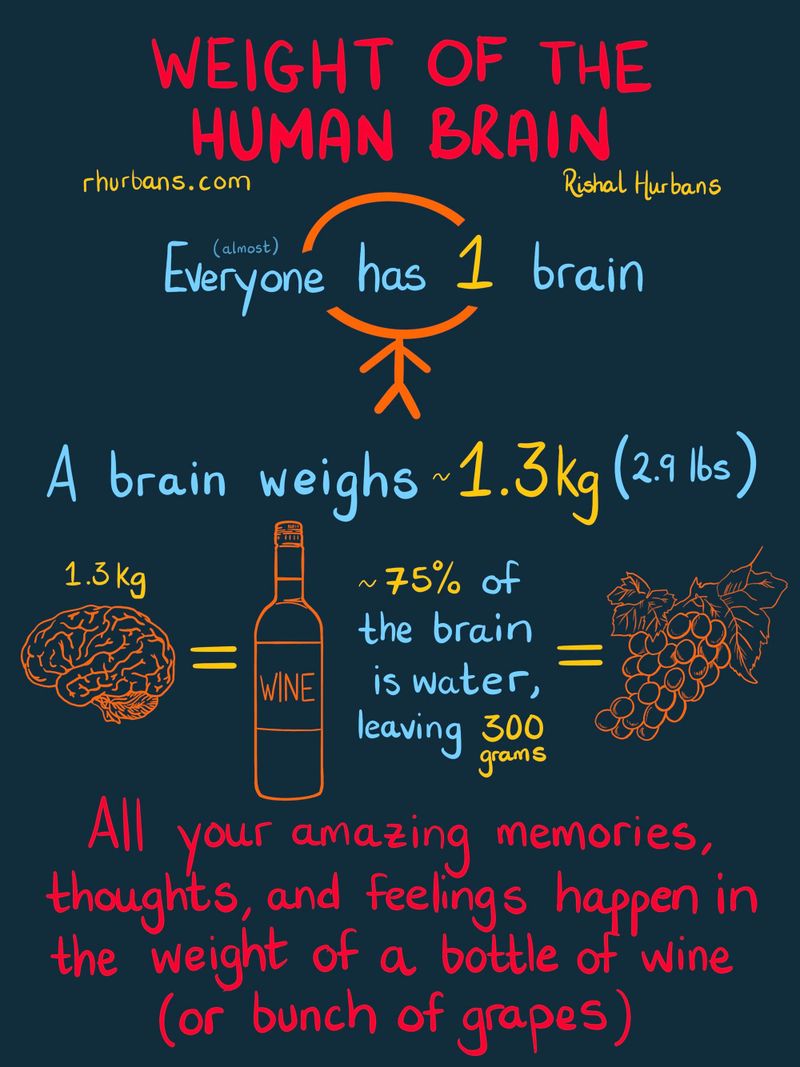 Sketches on The Human Brain