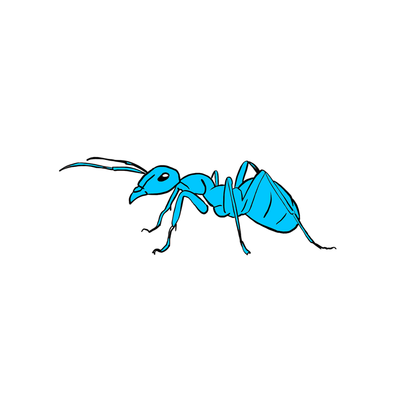 Learning from ants