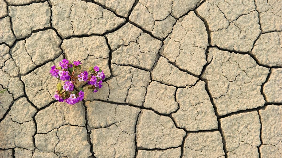 (Avanzato) Da dove deriva la parola più abusata di sempre: resilienza