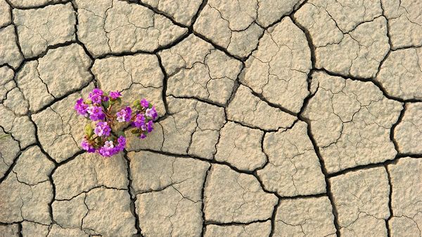 (Avanzato) Da dove deriva la parola più abusata di sempre: resilienza