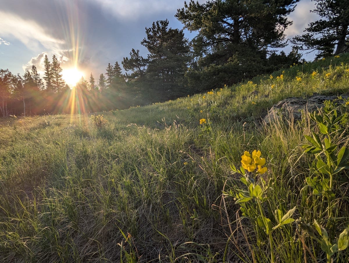 A meadow with the sun shining low through the pines, sending rays of light onto the grass and flowers.