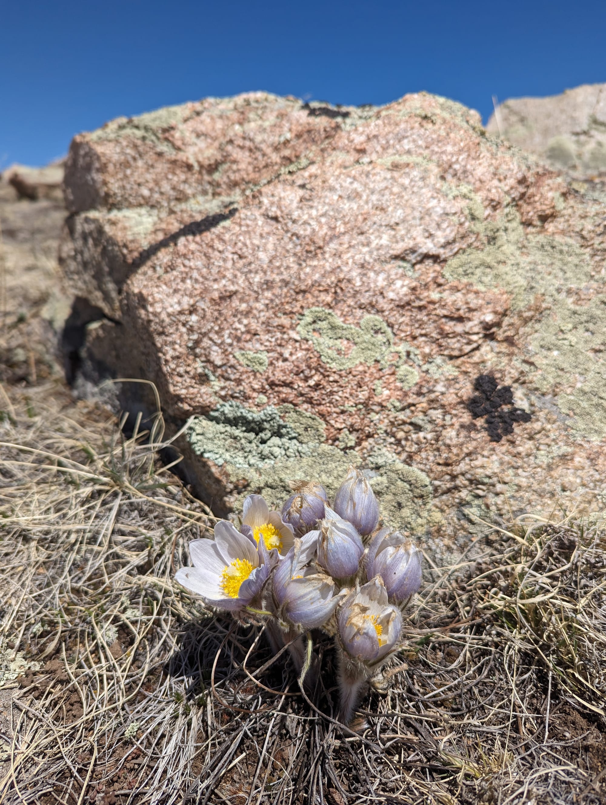 Pale violet flowers with yellow interiors blooming amid dry grass with a large pinkish boulder covered in pale green lichen behind them.