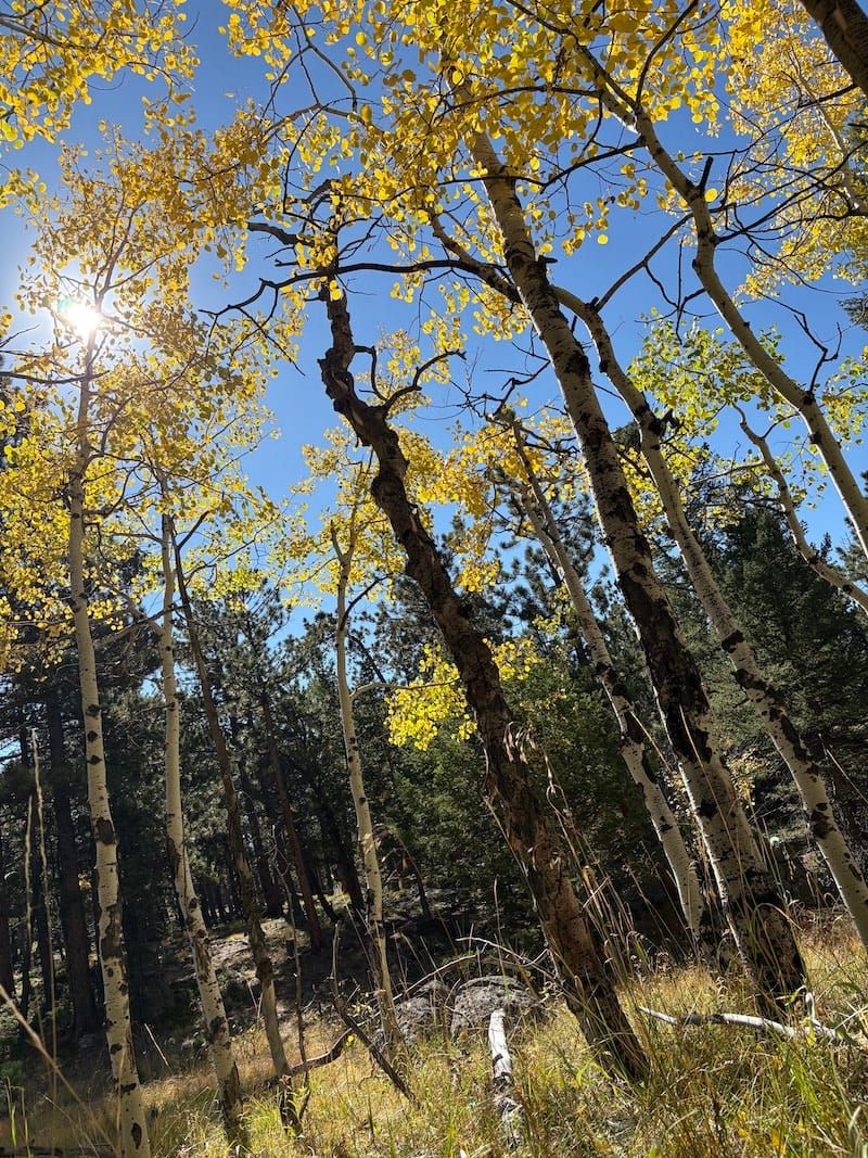 An aspen grove in Colorado in the fall, with the sun shining through the gold leaves.