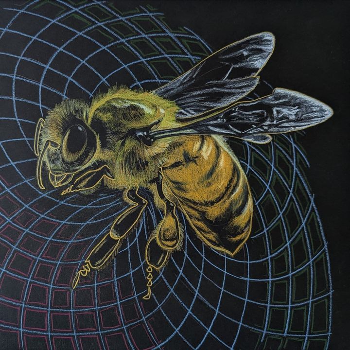 A drawing of a honeybee, with a background of curved geometric lines, color pencil on black paper.