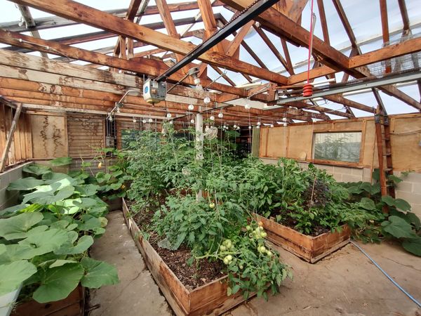 Alternatives to the standard tomato cage