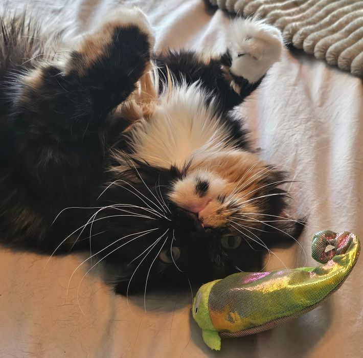 My cat／ネコちゃま