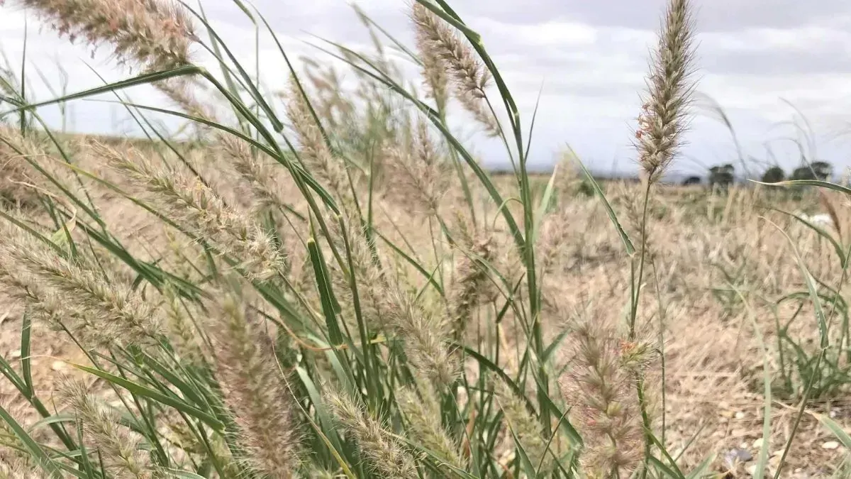 When buffel grass takes over, what happens to Country?