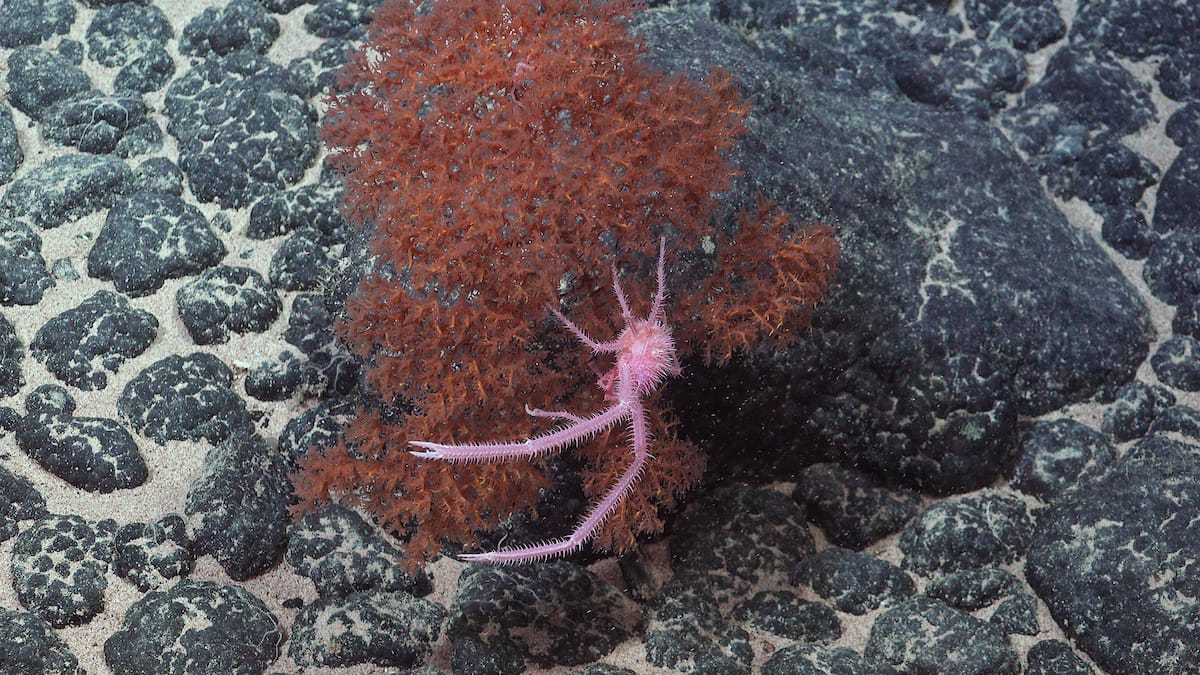 A squat lobster in genus Sternostylus thought to be newly identified species. Source: ROV SuBastian / Schmidt Ocean Institute