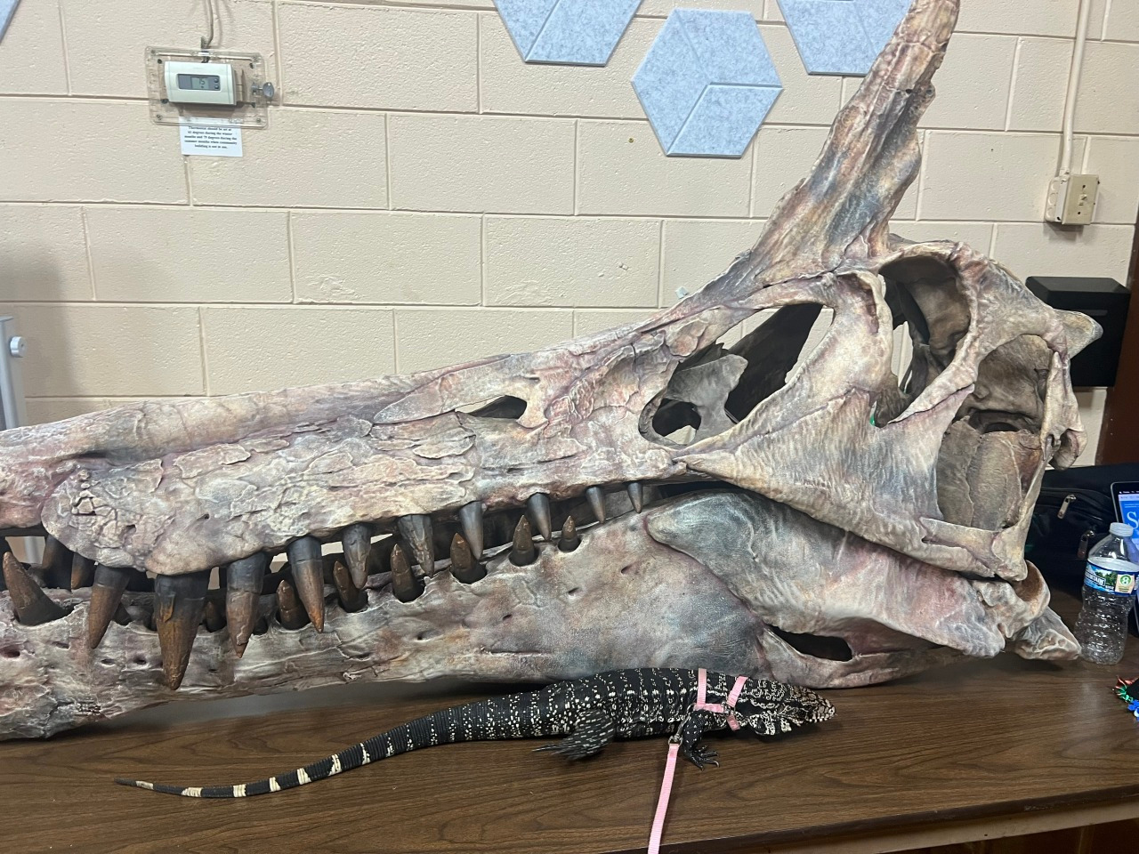 A photo of a tegu lizard standing beside the huge skull of a Spinosaurus mirabilis.