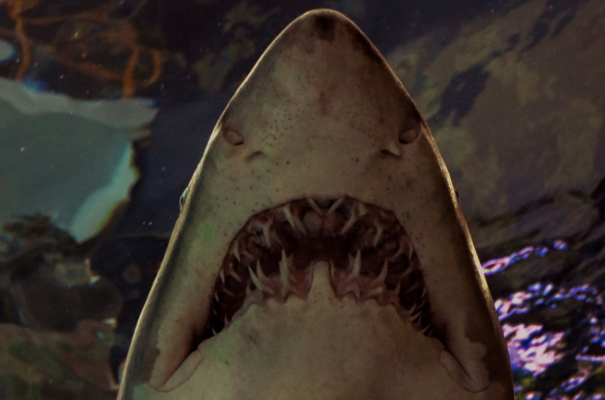 A close up photo of a shark's mouth, shot from beneath the shar at an aquarium.