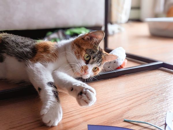 The Frog Pond #13: Ancient nuclear reactors (+cute cat photos enclosed!)