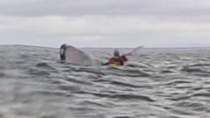 A humpback whale briefly swallows kayaker in Chilean Patagonia — and it’s all captured on camera