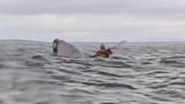 A humpback whale briefly swallows kayaker in Chilean Patagonia — and it’s all captured on camera