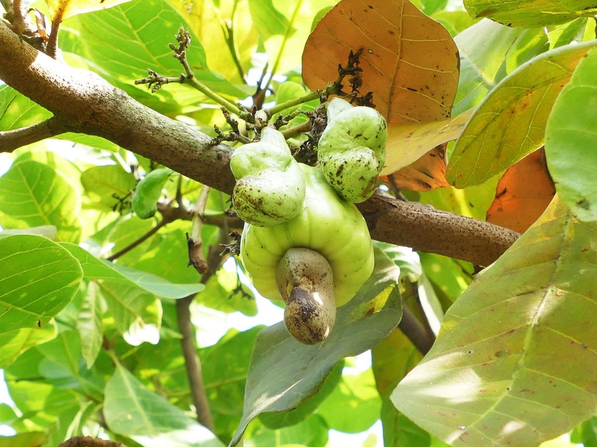 Will OIT to Cashew help suppress Pistachio Allergy?