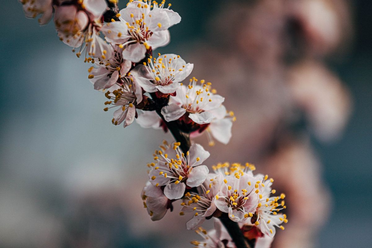 Pollen Food Syndrome (aka Oral Allergy Syndrome)