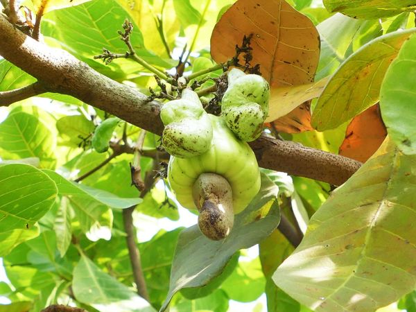 Will OIT to Cashew help suppress Pistachio Allergy?