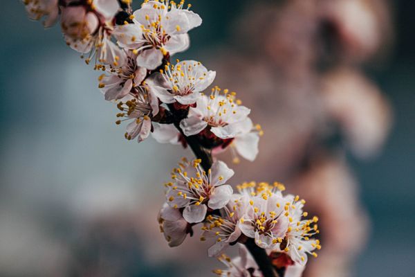 Pollen Food Syndrome (aka Oral Allergy Syndrome)