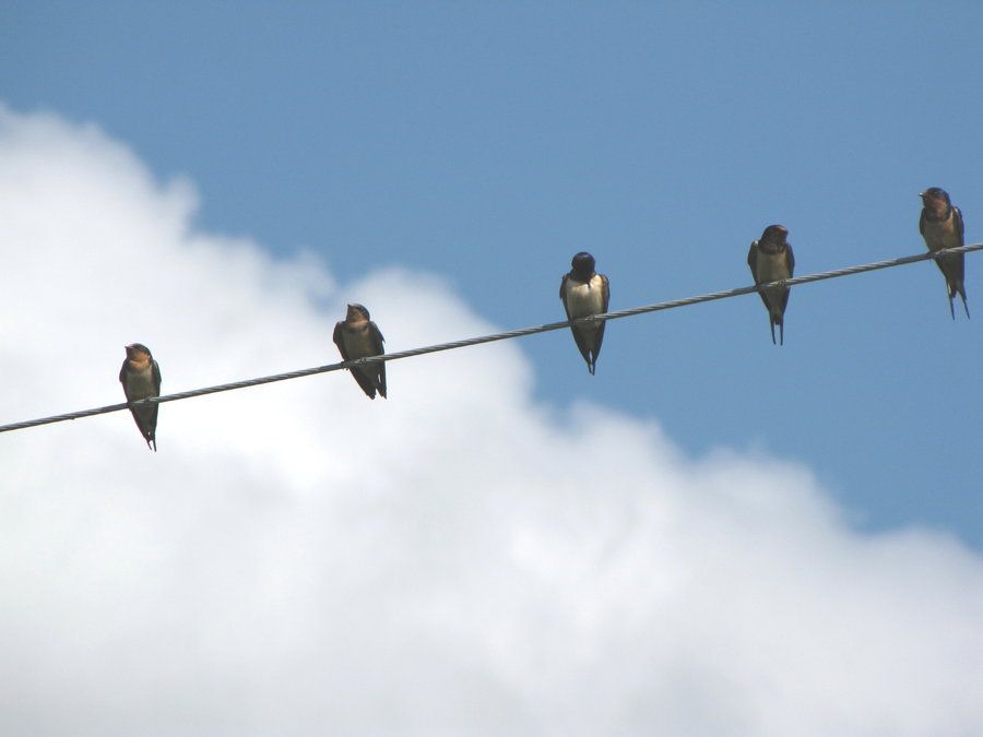 birds_on_a_phone