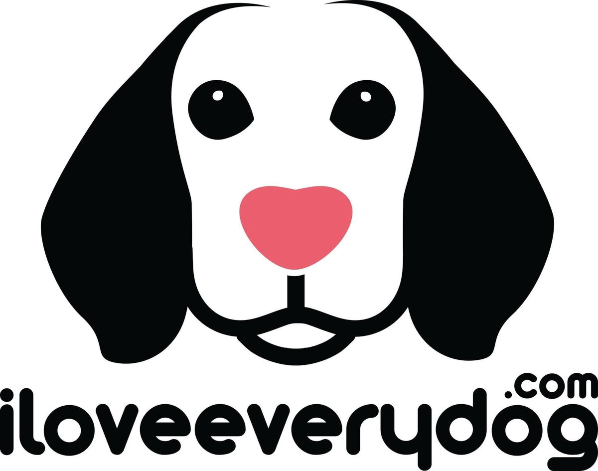 🐶❤️🐶 Remembering Sugar, The Amazing Surfing Dog 🐶❤️🐶