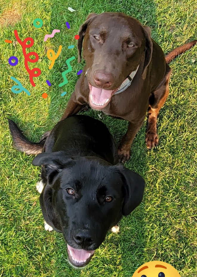 🐶❤️🐶 What are the three newest AKC-recognized dog breeds? 🐶❤️🐶