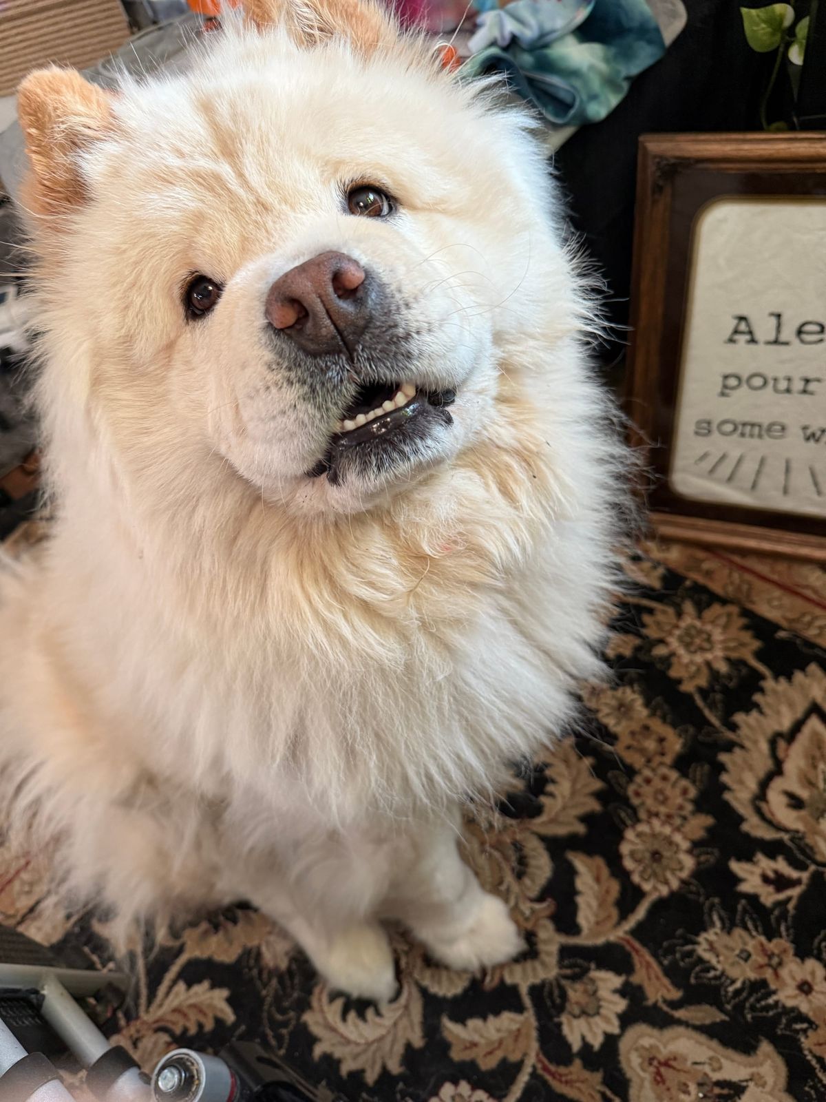 🐶❤️🐶 Why do dogs have wet noses? 🐶❤️🐶