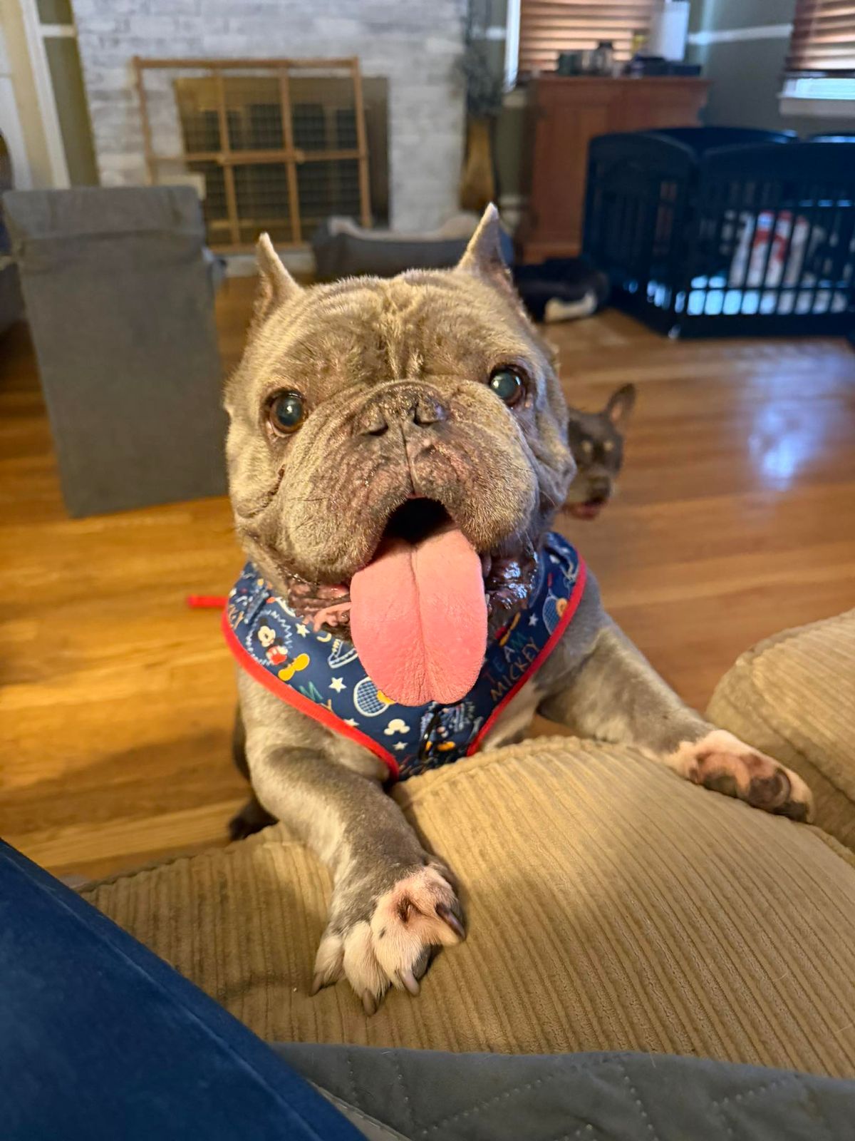 🐶❤️🐶 How often should you clean a dog's ears? 🐶❤️🐶