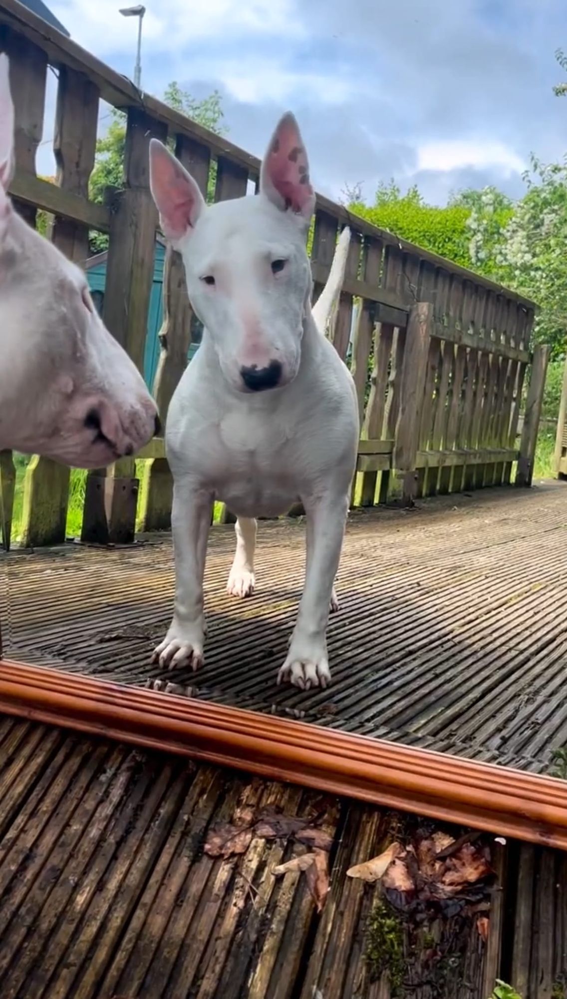 🐶❤️🐶 Why do dogs bark at reflections? 🐶❤️🐶