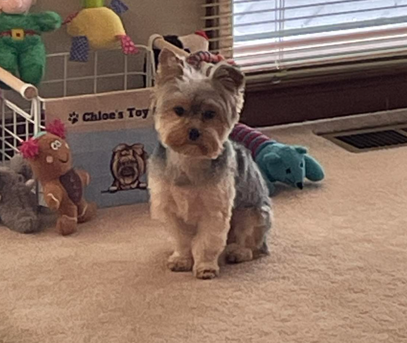 🐶❤️🐶 Why do dogs ask humans for permission while wolves do not? 🐶❤️🐶 