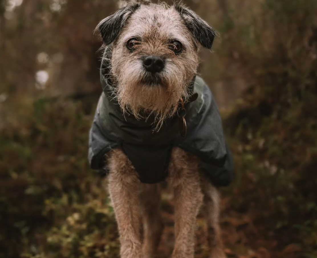 🐶❤️🐶 Senior Home: Adapting For Life With a Senior Pup 🐶❤️🐶