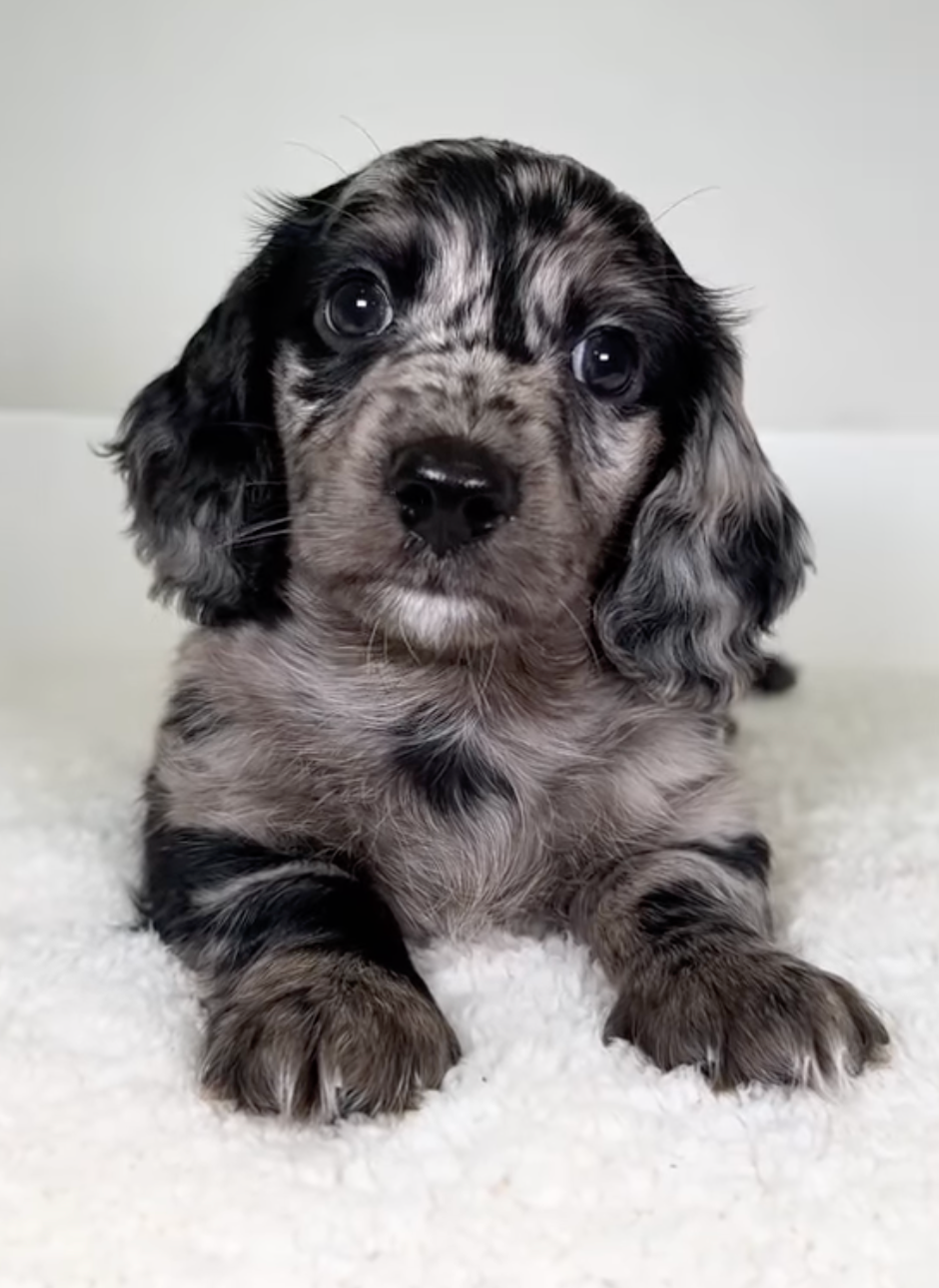 🐶❤️🐶 You're going to love Wiggles! 🐶❤️🐶  