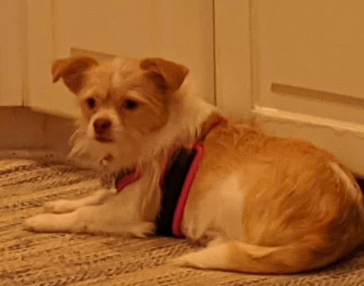 🐶❤️🐶 Why do dogs' ears get hot? 🐶❤️🐶 