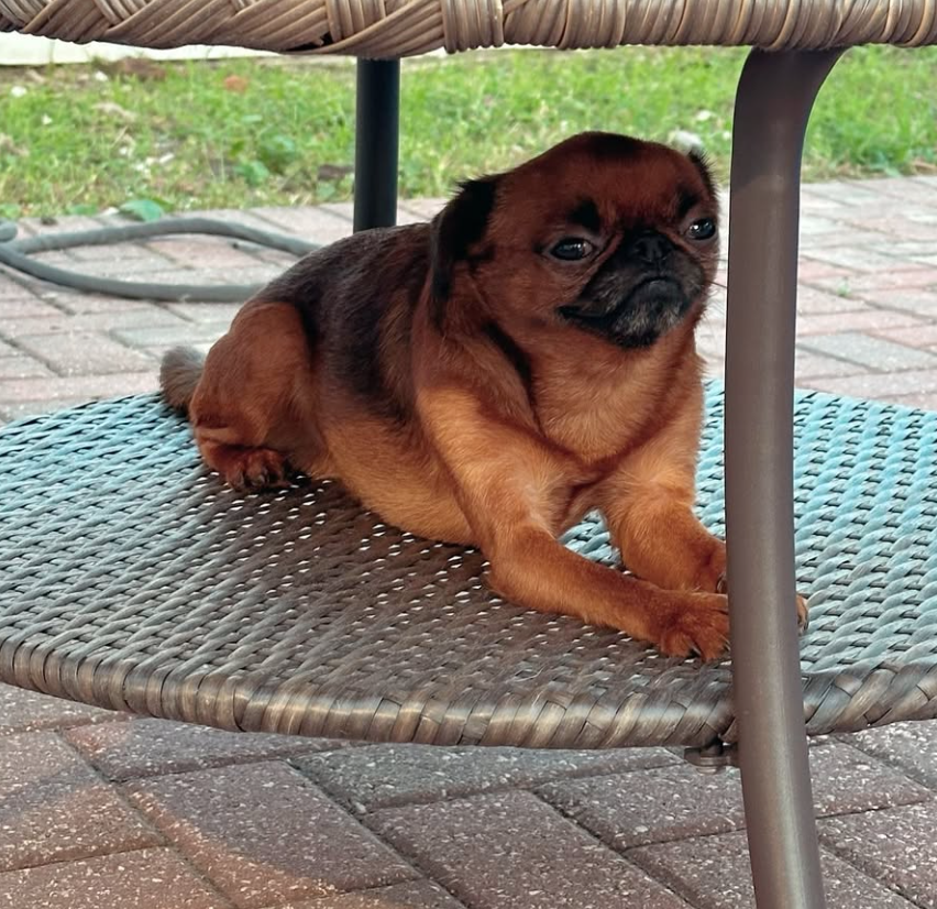 🐶❤️🐶 What are the most common behavioral problems in dogs? 🐶❤️🐶 