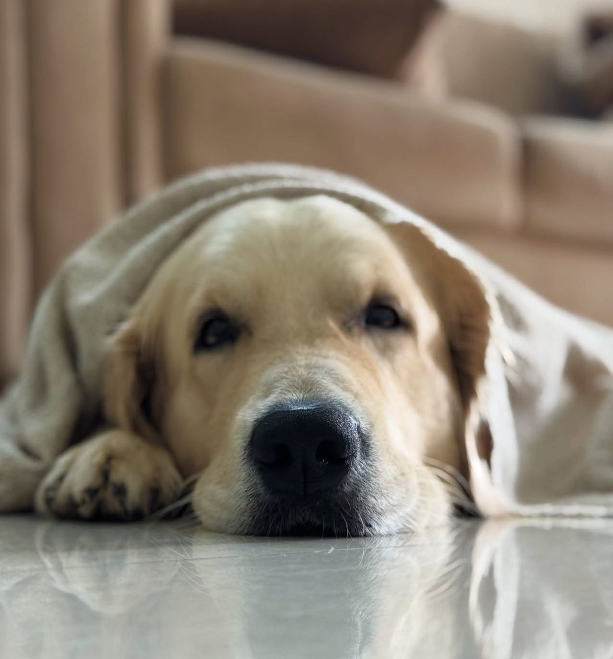 🐶❤️🐶 Why do dogs like to sleep cuddled up to their humans? 🐶❤️🐶