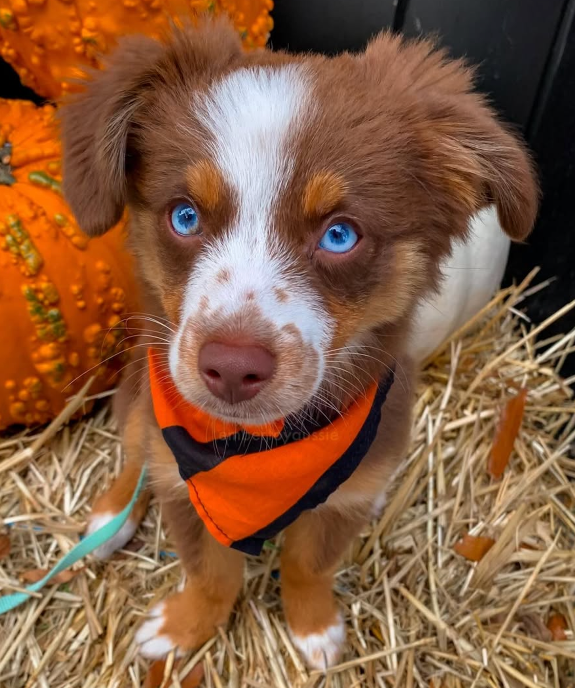 🐶❤️🐶 You won't believe this pup's eyes! 🐶❤️🐶 