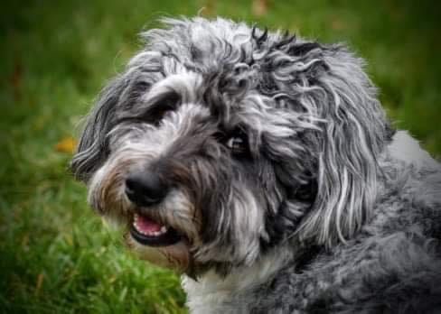 🐶❤️🐶 What Is the Hardest Dog Breed to Get Adopted? 🐶❤️🐶