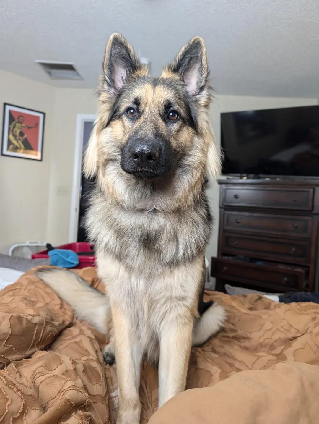 🐶❤️🐶 This is the most handsome boy you'll see today! 🐶❤️🐶 
